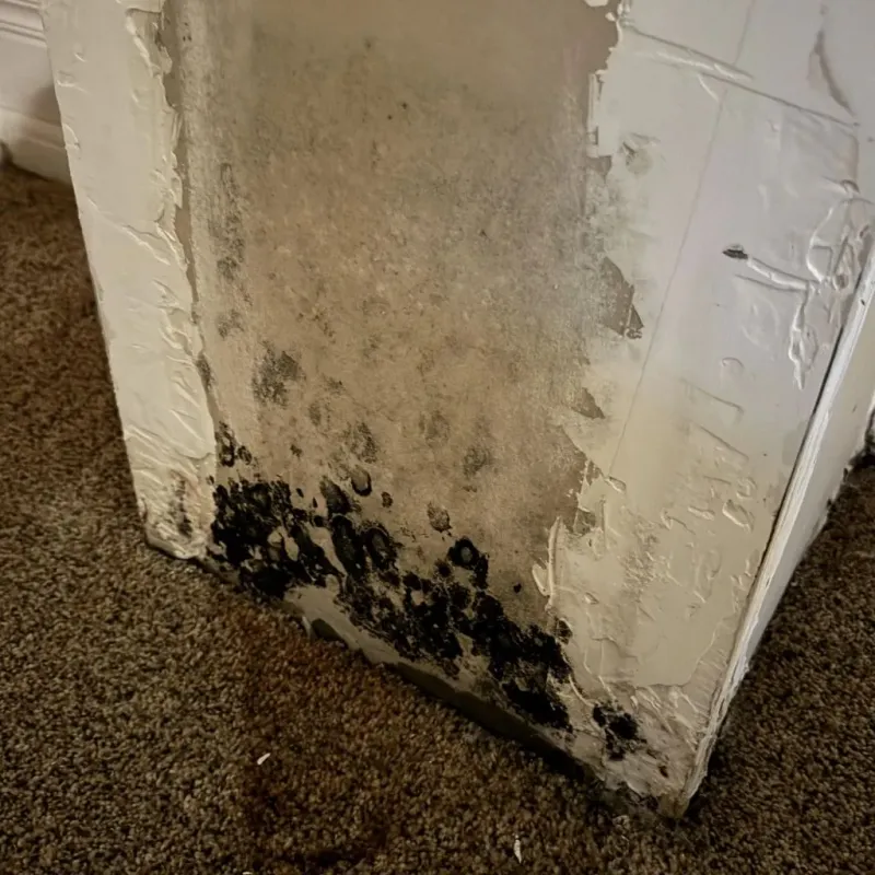 Professional Mold Removal in Commerce, CA